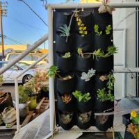 Wall Planters