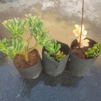 Adjustable Grow Bags
