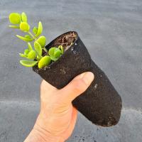 Skinny Tall Pots