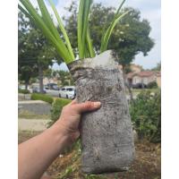 Skinny Tall Starter Grow Bags