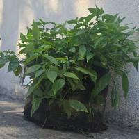 Special 247Garden Grow Bags + Gardening Essentials