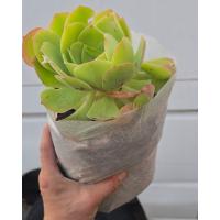 Seedling Fabric Pots