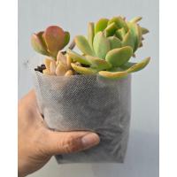 OG Starter Pots