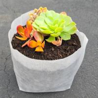 Starter Grow Bags