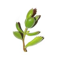 Live Plants