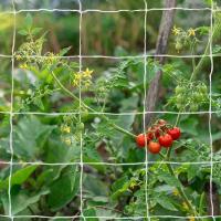 Trellis Nets