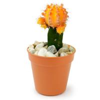 Plastic Pots