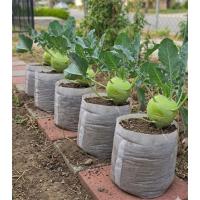 Seedling Pots