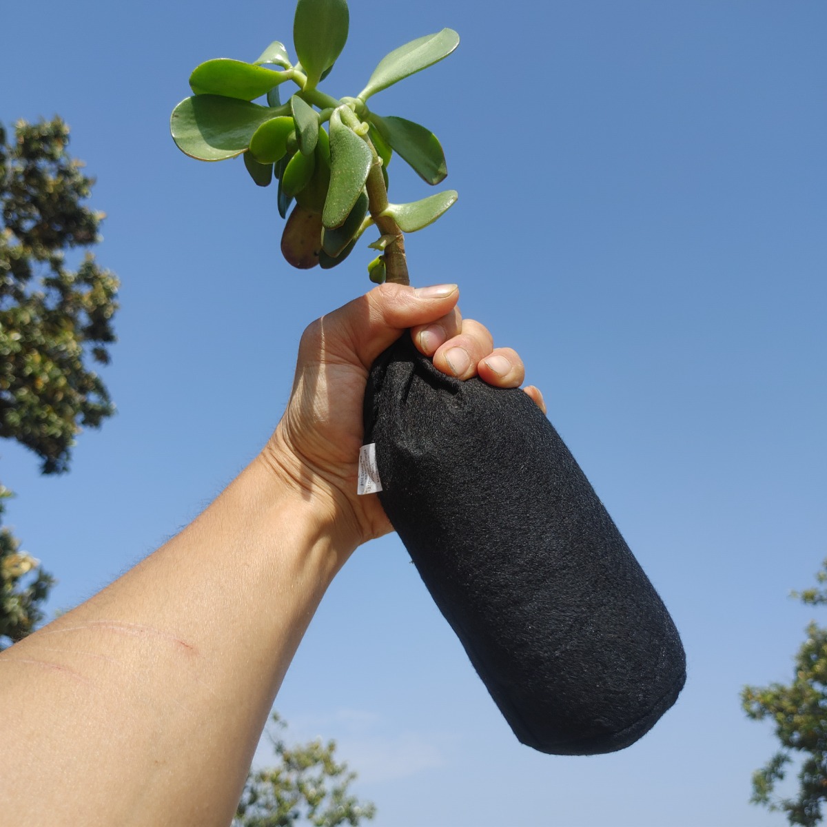 247Garden 1/4-Gallon Skinny Tall Black Fabric Pot 3D x 8H Ideal for Deep Root Plants