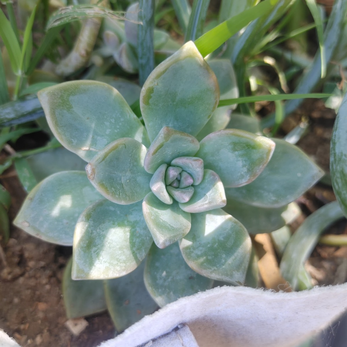 247Garden Baby Ghost Plant "Mother of Pearl" Succulent Starter Live Plant Cutting
