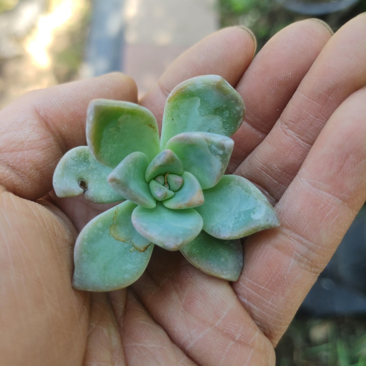 247Garden Baby Ghost Plant "Mother of Pearl" Succulent Starter Live Plant Cutting