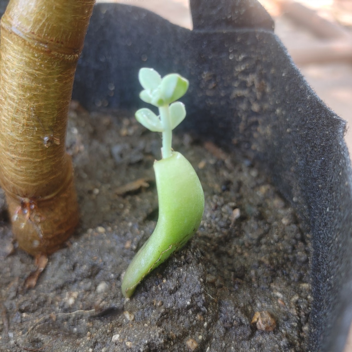 247Garden Ghost Plant Succulent Cutting 1Pc Petal for Propagation