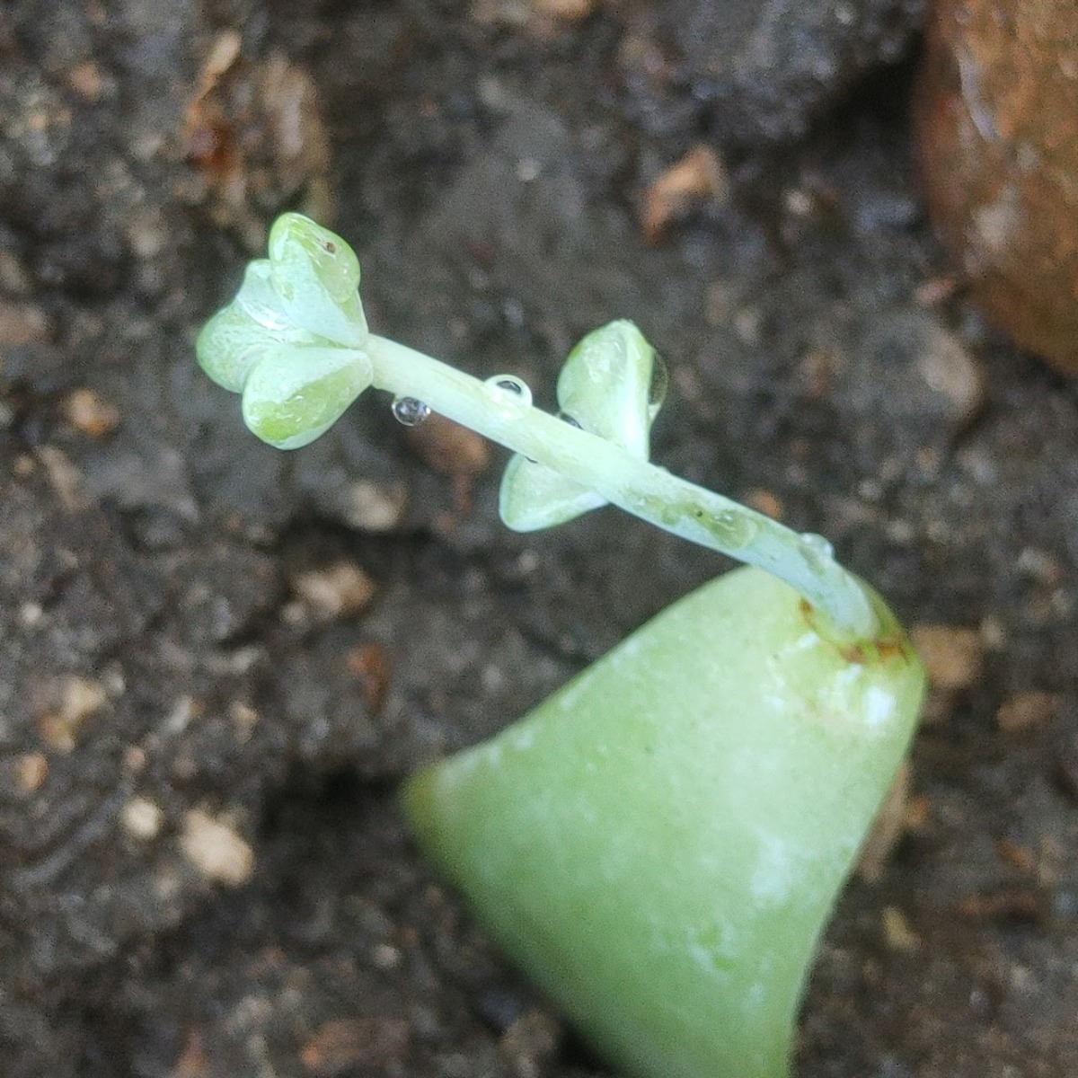 247Garden Ghost Plant Succulent Cutting 1Pc Petal for Propagation