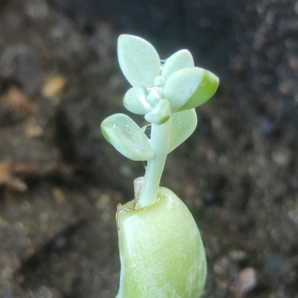 247Garden Ghost Plant Succulent Cutting 1Pc Petal for Propagation