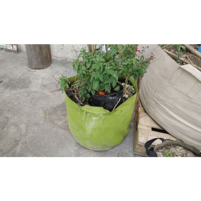 hanging plant tomatoes Power Pops Tomato Seeds 25 F1 Hybrid Trailing Hanging Basket Tomatoes main image 0
