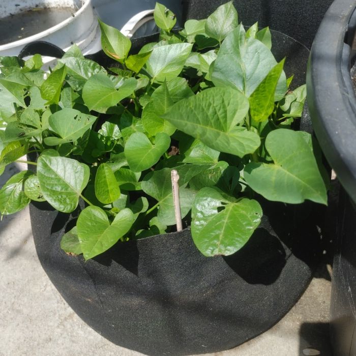 247Garden 15-Gallon Aeration Fabric Pot/Plant Grow Bag w/Handles