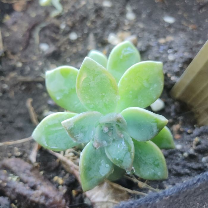 succulent variety Buy Wholesale Potted Mini Succulents Variety Pack in Bulk main image 0