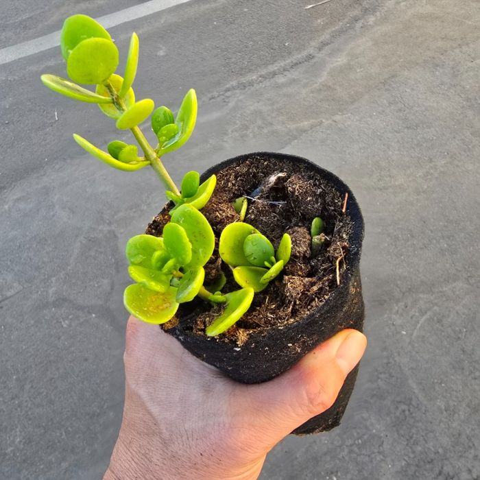 ceramic succulent pot Llama Terracotta Planter