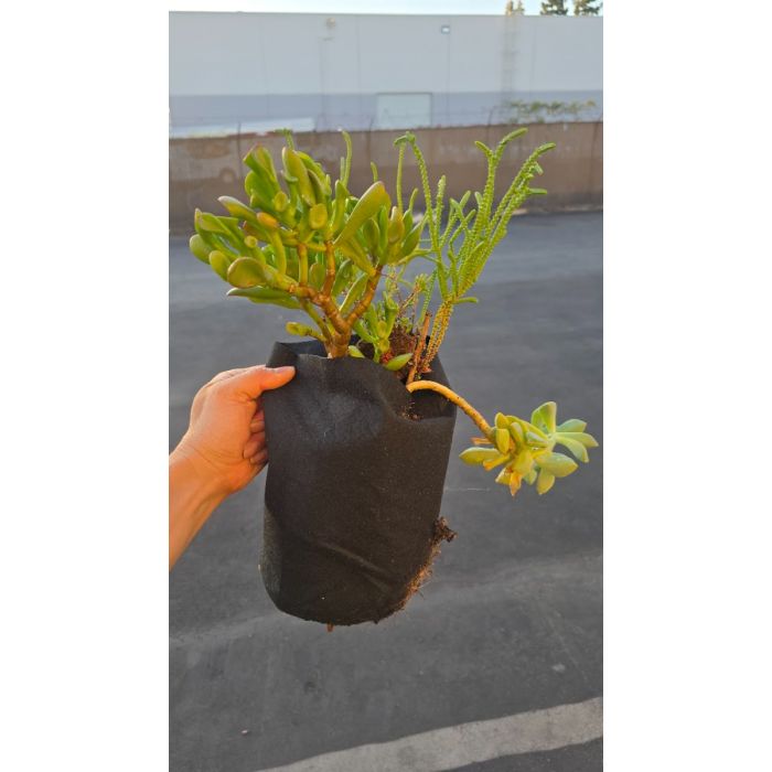 cute plant pots Aureus Planter with Drainage - Stylish Planter in Multiple Colors, Lightweight & Durable for Modern Home and Garden Decor Gold / 4 Inch
