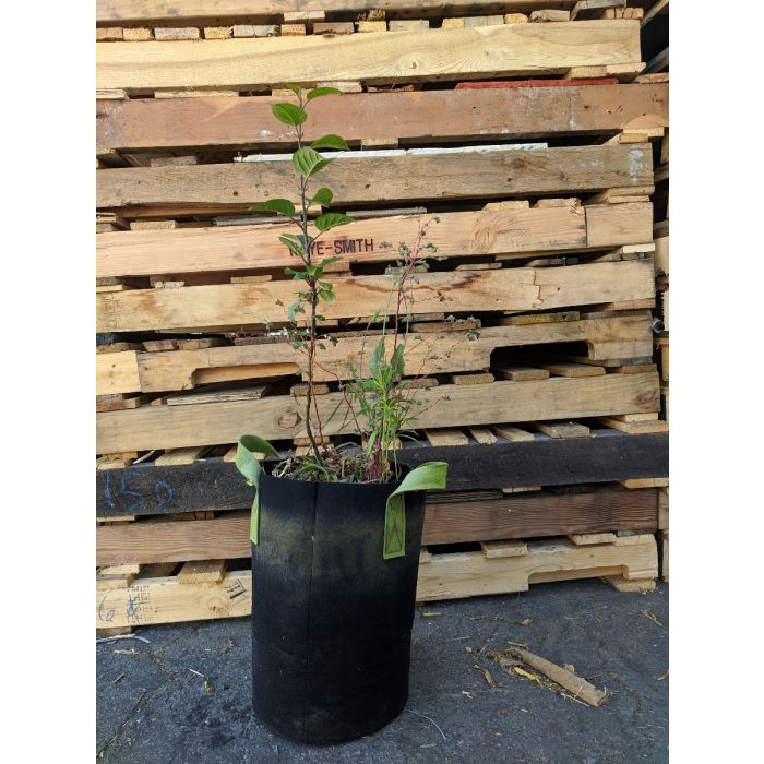 247Garden 3-Gallon Tall Aeration Fabric Pot/Tree Grow Bag