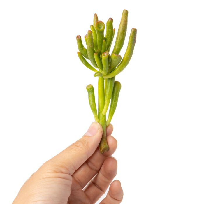 calla lily flower photos Buy Best Quality Calla Lily Black Flower Bulbs Online main image 1