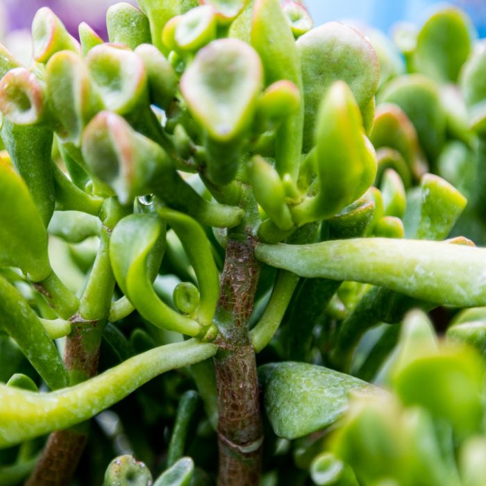 247Garden The Ogre's Ears Jade Succulent Plant Cutting 3-4" 1pc
