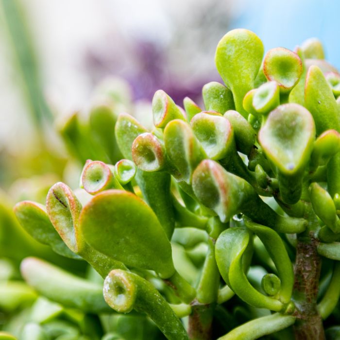 split stone succulent Split Rock Succulent 'Pleiospilos nelii' mesembs - Fast Delivery main image 0
