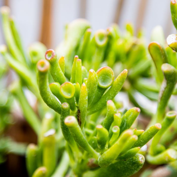 247Garden Jade Gollum Succulent Plant Cutting 3-4" AKA Shrek's Ears or  Crassula Ovata of the