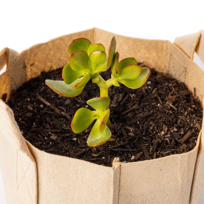 247Garden Lucky Money Bonsai Tree Kit w/1-Gallon Tan Aeration Fabric Pot+Handles (Included 1pc Baby Jade Succulent Plant Cutting 3-4" +BPA-Free