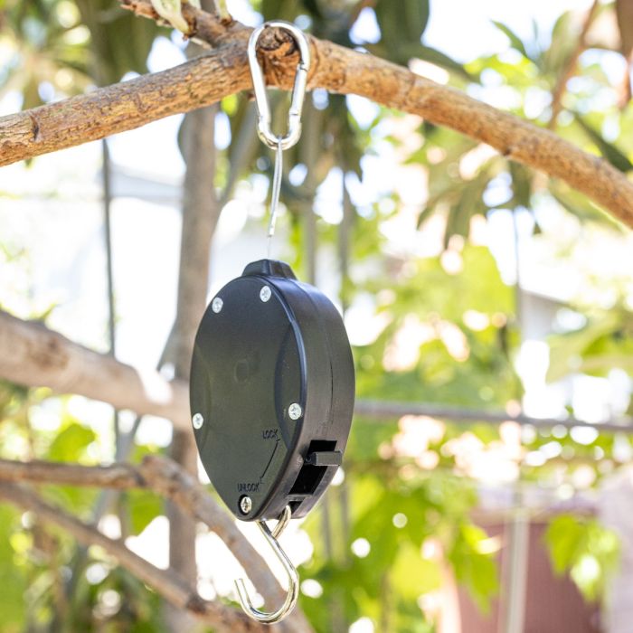 money tree plant care indoors Money Tree | Pachira Aquatica | Care Guide and Pro Tips - Delivery from  Toronto across Canada