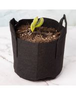 247Garden Bear's Paw Bonsai Shrub Succulent Plant Kit w/1-Gallon Black Aeration Fabric Pot - (No Soil Included)