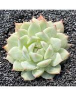 247Garden Echeveria Tippy Real Live Succulent Plant Cutting 90mm/3.5" Double-Head