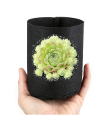 247Garden Sempervivum 'Edward Balls' Real Live Succulent Cactus Plant 65mm/2.5" Single-Head +1/4 Gallon Basic Aeration Fabric Pot/Plant Grow Bag (Black Color, 200GSM, 5H x 4D)