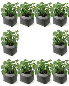 10-Pack 2-Gallon OG Starter Plant Grow Bags White 60GSM Aeration Fabric Pots BPA-Free 8.5D x 7.5H w/Adjustable Height +Free Shipping Mainland USA