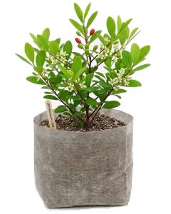 247Garden 1/2-Gallon OG Starter Plant Grow Bag White 40GSM Fabric Pot BPA-Free 5H x 6D