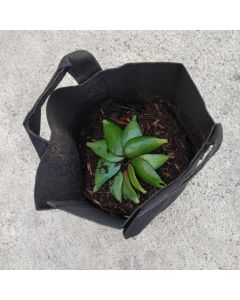 247Garden Lucky Money Plant/Crassula Ovata 'Baby Jade' Succulent Leaves 10pcs Ready-to-Root w/1-Gallon 247 Aeration Grow Bag (No Soil)
