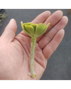 Aeonium Undulatum Live Succulent Cutting Mini