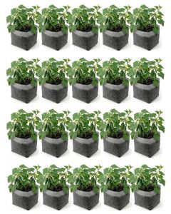 20-Pack 2-Gallon OG Starter Plant Grow Bags White 60GSM Aeration Fabric Pots BPA-Free 8.5D x 7.5H w/Adjustable Height +Free Shipping Mainland USA