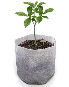 247Garden 2-Gallon Starter Plant Grow Bag White 60GSM Aeration Fabric Pot BPA-Free 8.5D x 7.5H