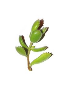 247Garden Bear's Paw Succulent Plant Cutting 2-3" 1pc