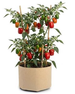 247Garden 3-Gallon Basic Aeration Tan Fabric Pot/Plant Grow Bag (200GSM BPA-Free Fabric, 9H x 10D)