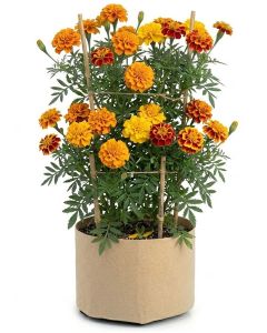 247Garden 5-Gallon Basic Aeration Tan Fabric Pot/Plant Grow Bag (200GSM BPA-Free Fabric, 10H x 12D)