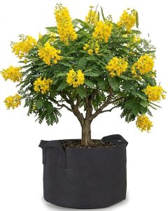 247Garden 50-Gallon Aeration Fabric Pot/Plant Grow Bag w/Handles (300GSM Black 17H x 31D)