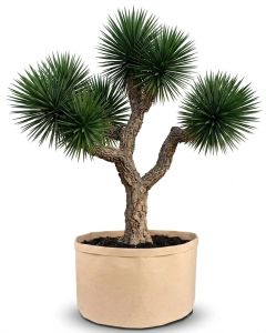 247Garden 20-Gallon Basic Aeration Tan Fabric Pot/Plant Grow Bag (200GSM BPA-Free Fabric, 16H x 19D)