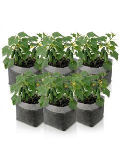 5-Pack 2-Gallon OG Starter Plant Grow Bags White 60GSM Aeration Fabric Pots BPA-Free 8.5D x 7.5H w/Adjustable Height +Free Shipping Mainland USA