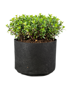 247Garden 1-Gallon Basic Black Fabric Pot 200GSM No Handles 6H x 7D