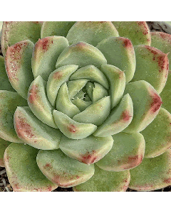 247Garden Echeveria Albicans - Real Live Succulent Plant Cutting 65mm/2.5" Single-Head