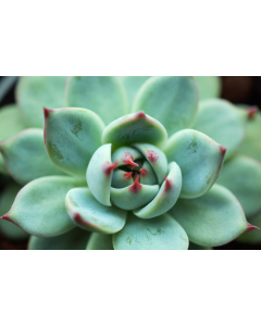 247Garden Echeveria Chihuahuaensis/Chihuahuensis Live Succulent Plant Cutting 65mm/2.5" Single-Head