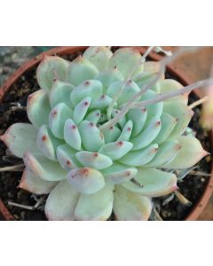 247Garden Echeveria Colorata Live Succulent Plant Cutting 120mm/4.5" Single-Head