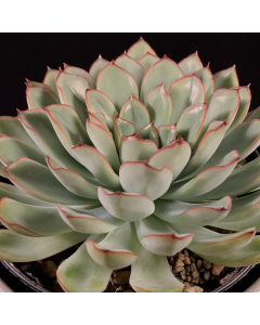 247Garden Echeveria Pulidonis - Real Live Plant Cutting 65mm/2.5" Single-Head